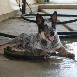 Australian Cattle Dog Puppies from Stockman Australian Cattle Dogs