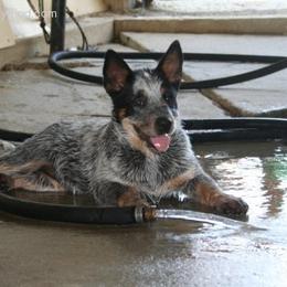 Australian Cattle Dog Puppies from Stockman Australian Cattle Dogs
