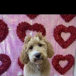 Goldendoodle Puppies from Ninnie's Doodles