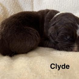 Clyde - White and brown male Newfoundland puppy in Goodhue, Minnesota from Claypits Newfoundlands
