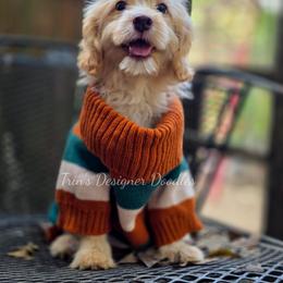 Surprise - Apricot male Aussiedoodle puppy in Centreville, Mississippi from Trin's Designer Doodles