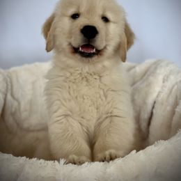 Golden Retriever Puppies from GameChanger Golden Retrievers