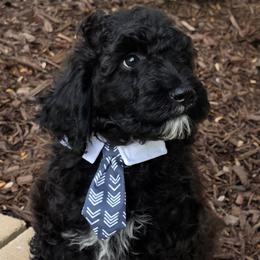 Luke - Black male Goldendoodle puppy in Shelby Township, Michigan from Shelby Doodles MI LLC