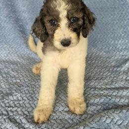 Violet - Merle female Irish Doodle puppy in Bonifay, Florida from Heavenly Poodles