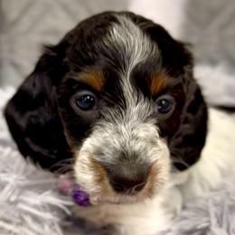 Stella - Piebald female Dachshund puppy in Sutherland, Virginia from Sutherland Estates Dachshunds