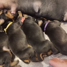 Doberman Pinscher Puppies from Davis Family Dobermans