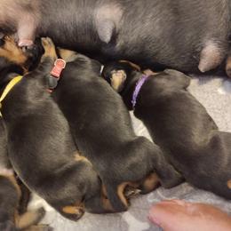 Doberman Pinscher Puppies from Davis Family Dobermans
