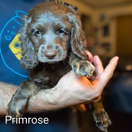 Primrose - Brown female Cockapoo puppy in Sunset, Louisiana from Cano Cockapoos