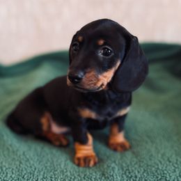 Bella - Black and tan female Dachshund puppy in Sutherland, Virginia from Sutherland Estates Dachshunds