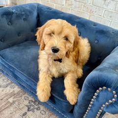 Butterscotch - Apricot male Irish Doodle puppy in Indiahoma, Oklahoma from Farm Fresh Doodles
