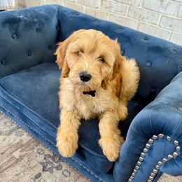 Butterscotch - Apricot male Irish Doodle puppy in Indiahoma, Oklahoma from Farm Fresh Doodles
