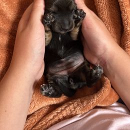 Dachshund Puppies from Bluestar dachshund