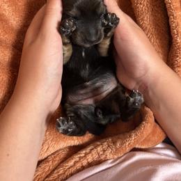Dachshund Puppies from Bluestar dachshund