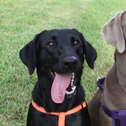 Dilute Retrievers and Labrador Retrievers from Longleaf Labradors
