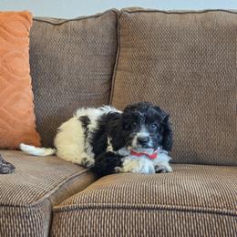 F1B Meet Nico :) - Black and white male Cavapoo puppy in Centerville, Iowa from Barnyard Dachshunds, Dals & Doodles