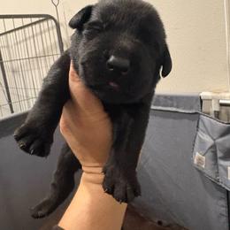 Orange - Black male Labrador Retriever puppy in Menifee, California from The Golden Leash Kennels