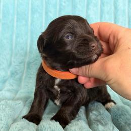 Orange Collar boy - Liver male Miniature Schnauzer puppy in Sterling, Idaho from Sterling Schnauzer's