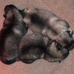 Girl 1 - Black and silver female Keeshond puppy in Fayetteville, Tennessee from Erbekees-Keeshonden