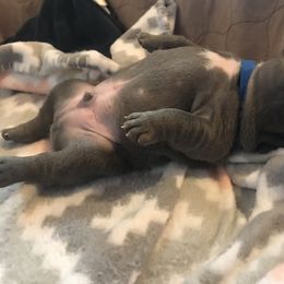 French Bulldog Puppies from Crooked C Ranch