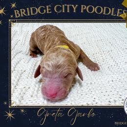 Greta - Apricot female Poodle puppy in Signal Mountain, Tennessee from Bridge City Poodles