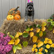 Miniature Schnauzer and Standard Schnauzer Puppies from Shazzam of Oz