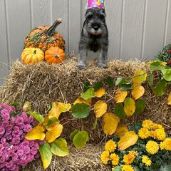 Miniature Schnauzer and Standard Schnauzer Puppies from Shazzam of Oz