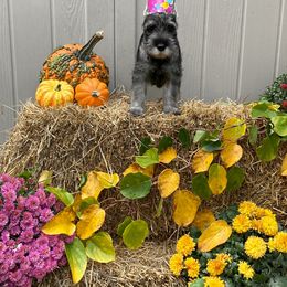 Miniature Schnauzer and Standard Schnauzer Puppies from Shazzam of Oz