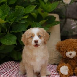 Charlie - male Australian Mountain Doodle puppy in Dalton, Ohio from Haven Doodles