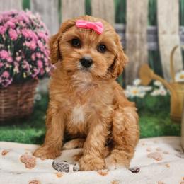 Mika - Red female Cavapoo puppy in Lebanon, Missouri from Leerose Puppies