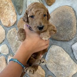 Dark Purple - Female - Red  female Goldendoodle puppy in Kent City, Michigan from Hannah Mae Doodles