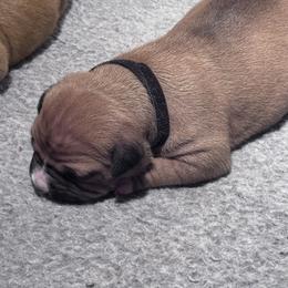 White collar now in black - Red female American Staffordshire Terrier puppy in Cloverdale, Indiana from Woodshire American Staffordshire Terrier’s