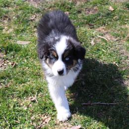Oliver - Black tri-color male Australian Shepherd puppy in Kansas, Oklahoma from Windy G Farm