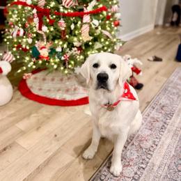 Cash - Golden Retriever
