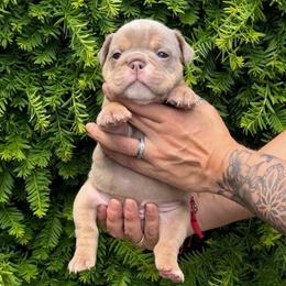 Yellow collar - Lilac tri-color female Bulldog puppy in Seattle, Washington from Authentic Bullys
