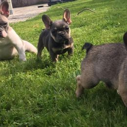 French Bulldogs from Frenchie Frenzy