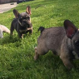 French Bulldogs from Frenchie Frenzy