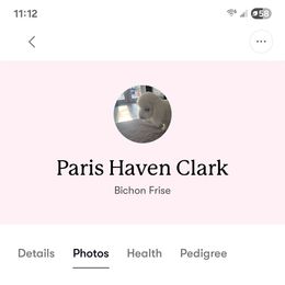 Paris - White female Bichon Frise puppy in Selma, North Carolina from Havenkennels