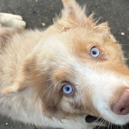 "Harlan" - Red merle Australian Shepherd puppy in Edgartown, Massachusetts from Black Pond Australian Shepherds