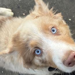 "Harlan" - Red merle Australian Shepherd puppy in Edgartown, Massachusetts from Black Pond Australian Shepherds