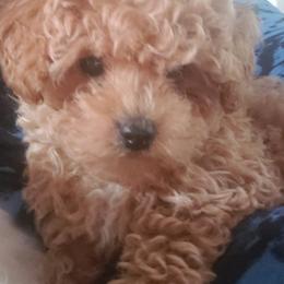 Maltipoo Puppies from Little Cupcakes and Little Punkins Maltipoos