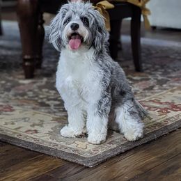 Aussiedoodle, Cavalier King Charles Spaniel, and Miniature Australian Shepherd All Grown Up from Triple Cross Aussies Triple Cross