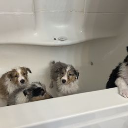 Collie and Yorkshire Terrier Puppies from Jolly Collies & Kingdom Elite Yorkshire Terriers