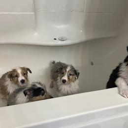 Collie and Yorkshire Terrier Puppies from Jolly Collies & Kingdom Elite Yorkshire Terriers