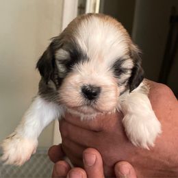 Girl 3 - Brindle female Lhasa Apso puppy in Fort Worth, Texas from Sheri's Lhasa Apso Puppies