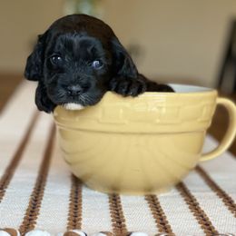 Female 1 (black and white) - Black and white female Cavapoo puppy in Coal City, Indiana from Wednesday & Co