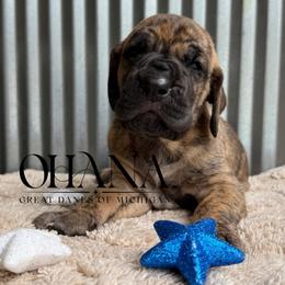 Mojo - Brindle female Great Dane puppy in Michigan from Ohana Great Danes of Michigan