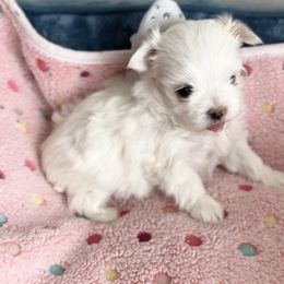 Shine - White male Maltese puppy in Mc Kinney, Texas from Made to Love Maltese LLC