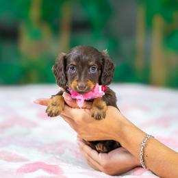 Sandy - Chocolate and tan female Dachshund puppy in Fort Myers, Florida from Blossom Paws