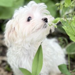Maltese Puppies from Old Hickory Maltese