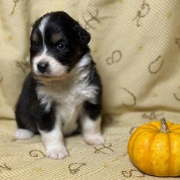 Girl 3 - Black tri-color female Australian Shepherd puppy in Spring Grove, Pennsylvania from Transcendence Australian Shepherds